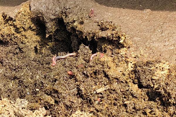 养蚯蚓需要哪些条件,适宜温度为20-27℃
