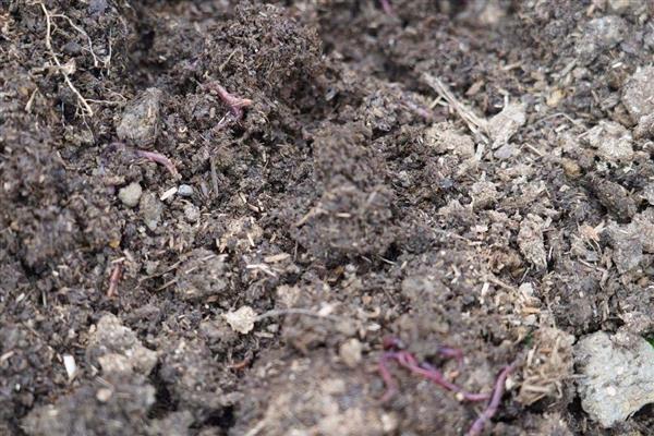 养蚯蚓需要哪些条件,适宜温度为20-27℃