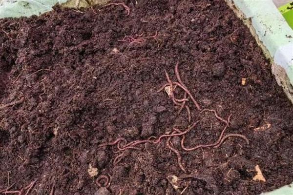 养蚯蚓需要哪些条件,适宜温度为20-27℃