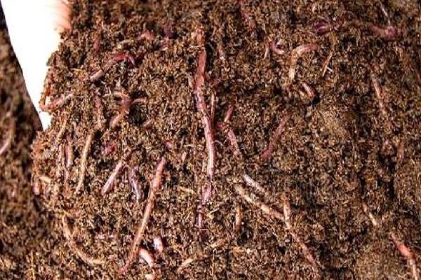 养蚯蚓需要哪些条件,适宜温度为20-27℃