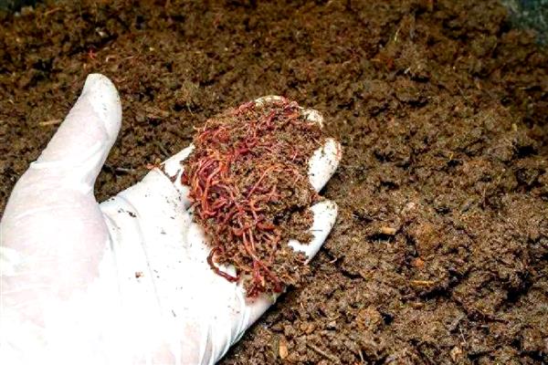 养蚯蚓需要哪些条件,适宜温度为20-27℃