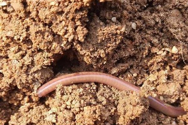 养蚯蚓需要哪些条件,适宜温度为20-27℃
