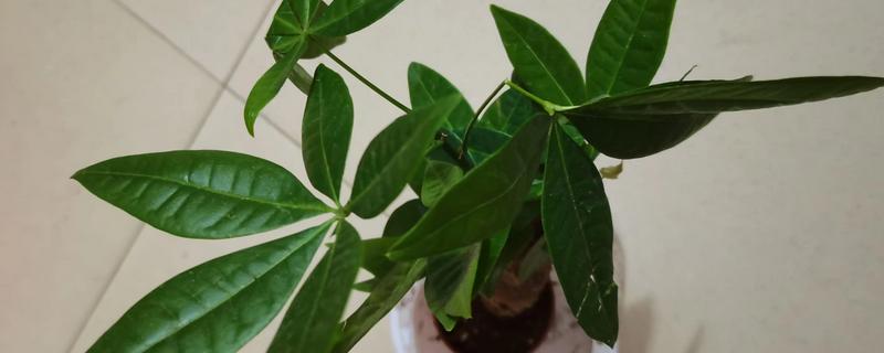 家里最适合养的花，推荐巴西木、白掌等