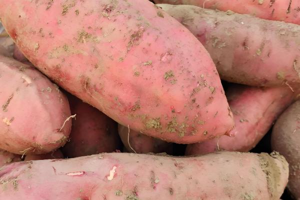 红薯如何育苗，将上一年收获的红薯埋植进行育