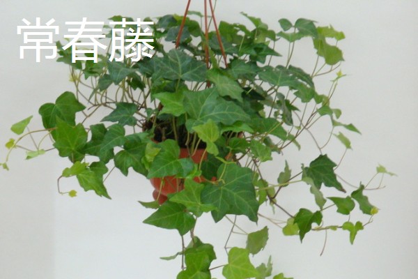 家里最适合养的花，推荐巴西木、白掌等