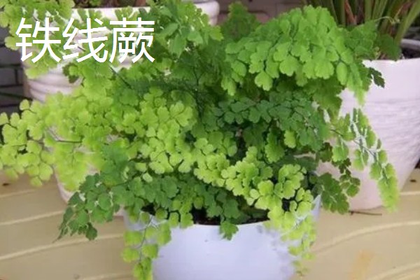 家里最适合养的花，推荐巴西木、白掌等