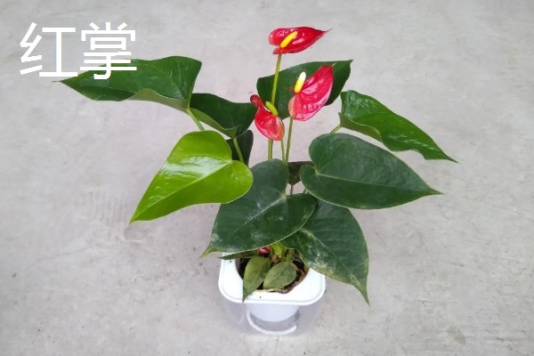 家里最适合养的花，推荐巴西木、白掌等