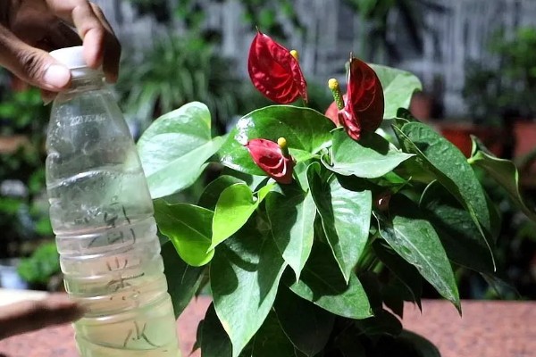 家里最适合养的花，推荐巴西木、白掌等