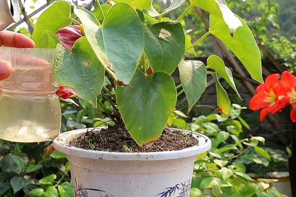 家里最适合养的花，推荐巴西木、白掌等