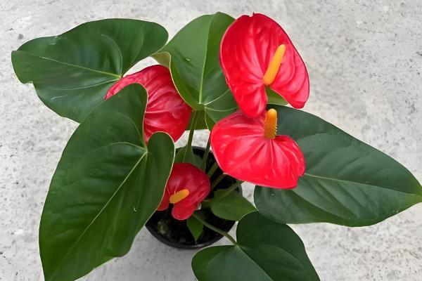 红掌有没有毒,是有毒植物