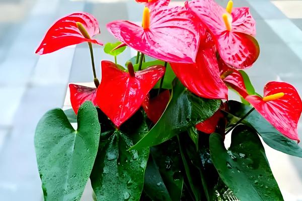 红掌有没有毒,是有毒植物