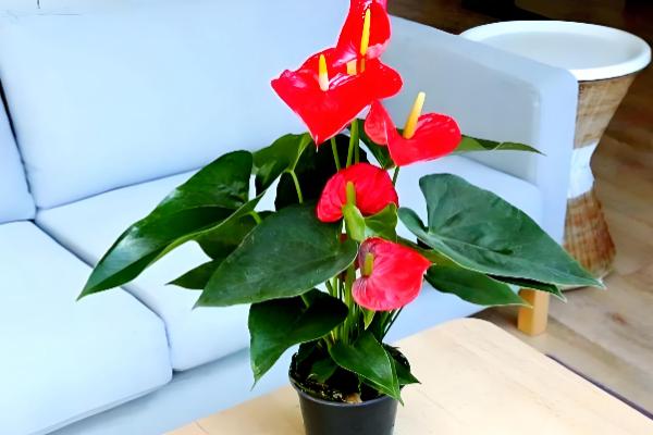 红掌有没有毒,是有毒植物