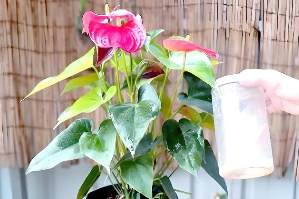 红掌有没有毒,是有毒植物