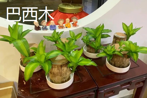 家里最适合养的花，推荐巴西木、白掌等