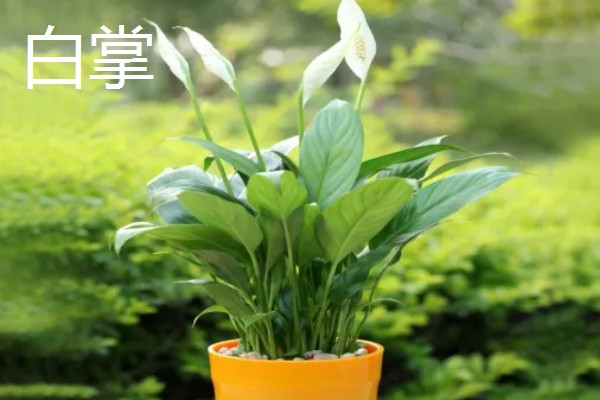 家里最适合养的花，推荐巴西木、白掌等