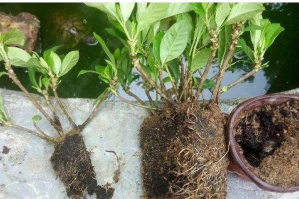 栀子花黑斑病的防治方法，剪除感染部位并喷施杀菌剂