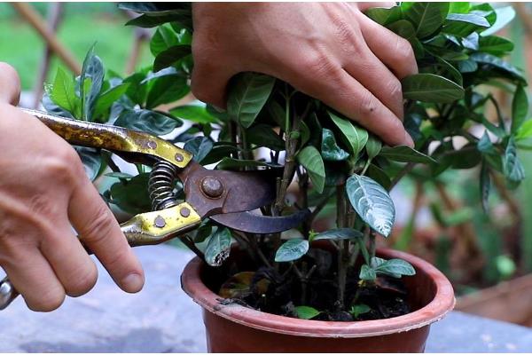 栀子花黑斑病的防治方法，剪除感染部位并喷施杀菌剂