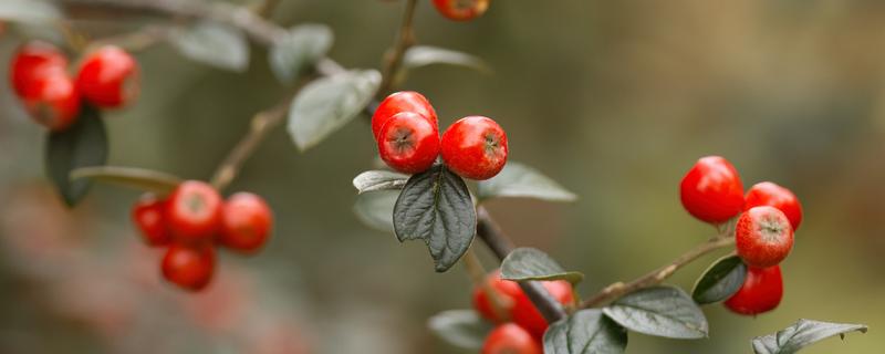 冬红果是什么植物，属于一种观果植物