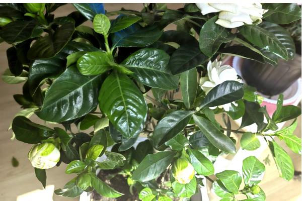 栀子花黑斑病的防治方法，剪除感染部位并喷施杀菌剂