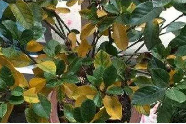 栀子花黑斑病的防治方法，剪除感染部位并喷施杀菌剂