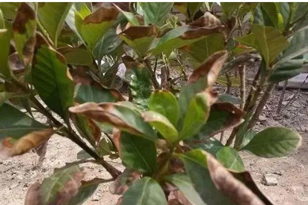 栀子花黑斑病的防治方法，剪除感染部位并喷施杀菌剂