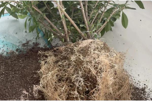 栀子花黑斑病的防治方法，剪除感染部位并喷施杀菌剂