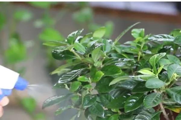 栀子花黑斑病的防治方法，剪除感染部位并喷施杀菌剂