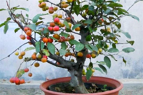 冬红果是什么植物，属于一种观果植物