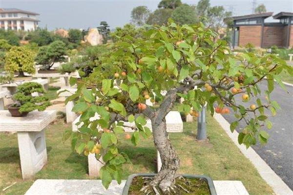 冬红果是什么植物，属于一种观果植物