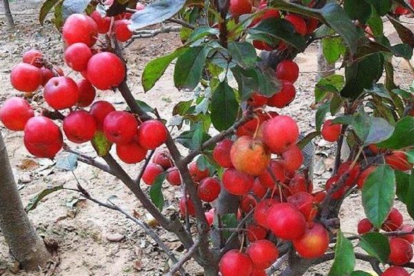 冬红果是什么植物，属于一种观果植物