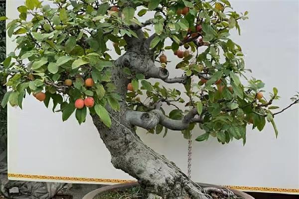 冬红果是什么植物，属于一种观果植物