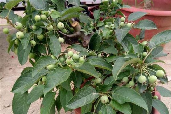 冬红果是什么植物，属于一种观果植物
