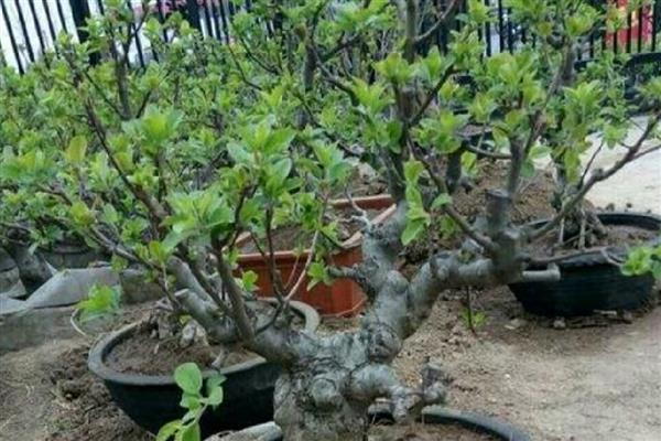 冬红果是什么植物，属于一种观果植物