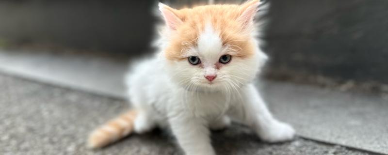 猫咪脸上脱毛皮肤红的原因，可能是过敏所致