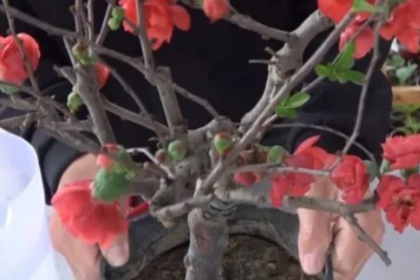 海棠花如何养殖，每天提供不少于6小时的光照