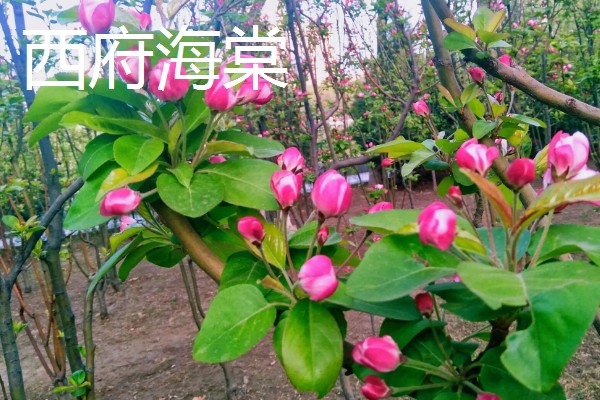 海棠花如何养殖，每天提供不少于6小时的光照