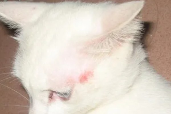 猫咪脸上脱毛皮肤红的原因,可能是过敏所致