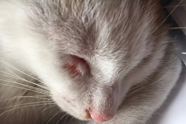 猫咪脸上脱毛皮肤红的原因,可能是过敏所致