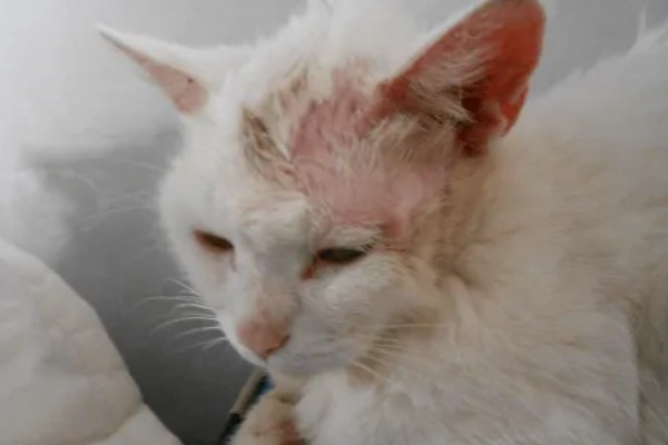 猫咪脸上脱毛皮肤红的原因,可能是过敏所致
