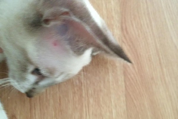 猫咪脸上脱毛皮肤红的原因,可能是过敏所致