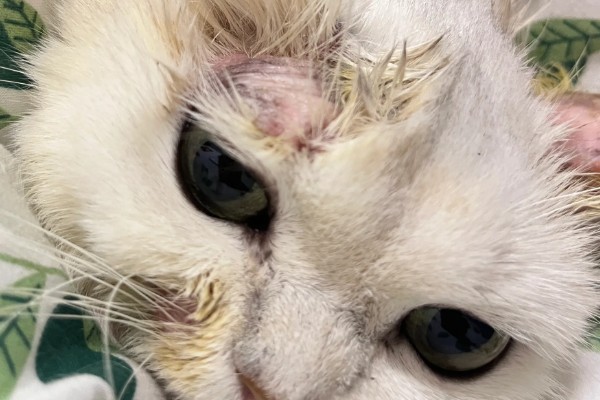 猫咪脸上脱毛皮肤红的原因,可能是过敏所致