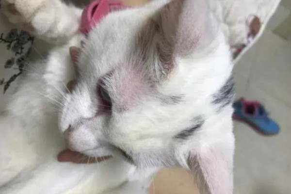 猫咪脸上脱毛皮肤红的原因,可能是过敏所致