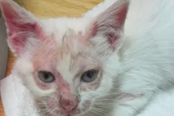 猫咪脸上脱毛皮肤红的原因,可能是过敏所致