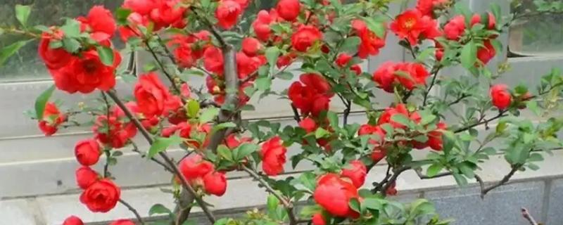 海棠花如何养殖，每天提供不少于6小时的光照
