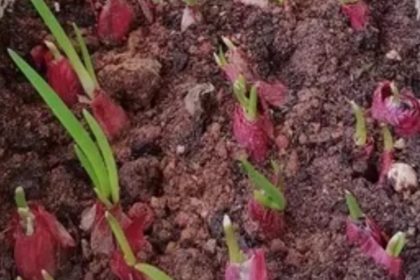 红葱头的家庭种植方法,通常来说在7月到9月均可种植
