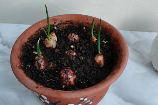 红葱头的家庭种植方法,通常来说在7月到9月均可种植