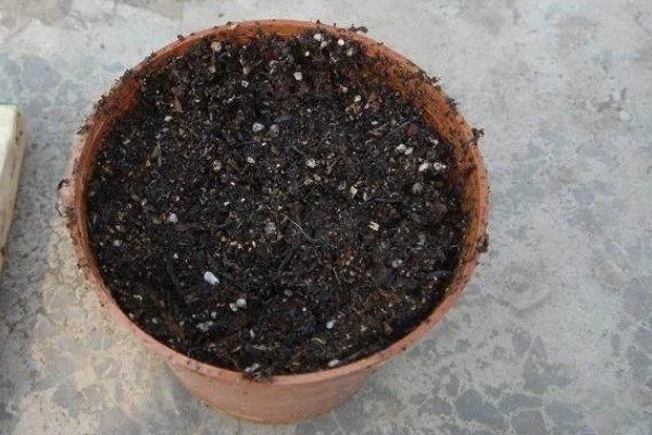 红葱头的家庭种植方法,通常来说在7月到9月均可种植