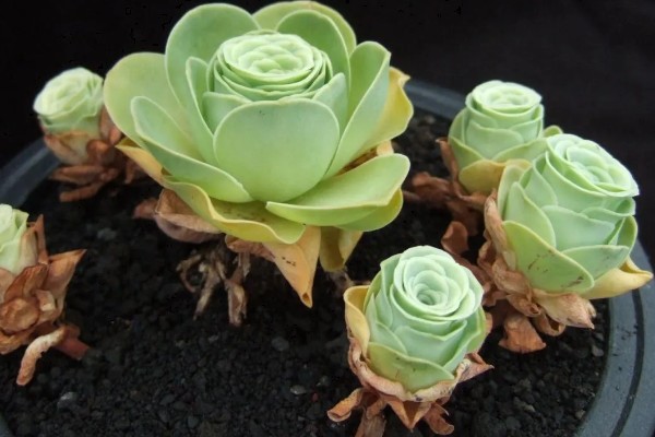 多肉玫瑰怎么养殖，每个月浇一次水