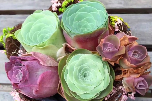 多肉玫瑰怎么养殖，每个月浇一次水