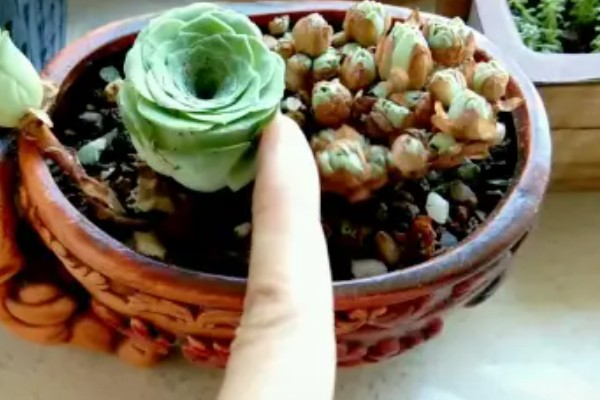 多肉玫瑰怎么养殖，每个月浇一次水